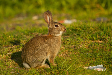 Naklejka na ściany i meble Rabbit in the field on the grass