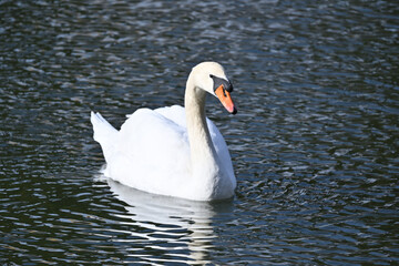 Fototapeta premium white swan on the water