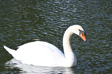 swan on the water