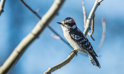 male downy woodpecker in tree