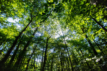 sun rays in green forest 