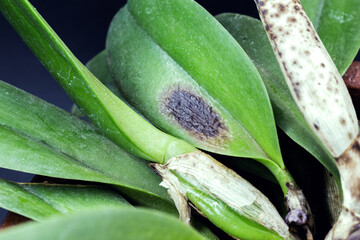 detail of sick orchid, nursery contaminated with fungi and bacteria. Black spot disease or rot, bract, leaf axils and visible pseudo bulbs © RHJ