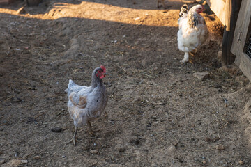 Grey hen on the ground staring at the camera. Raising of the chicken. Barnyard or coop.