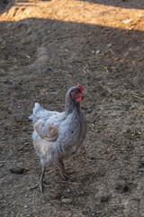 Grey hen on the ground staring at the camera. Raising of the chicken. Barnyard or coop. Vertical photo.