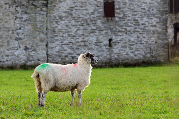 North of England or North Country Mule sheep on a farm in the UK