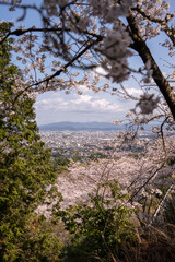 tree in the mountains