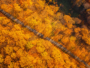 Aerial view on the forest in autumn