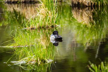 ring necked duck floating in pond