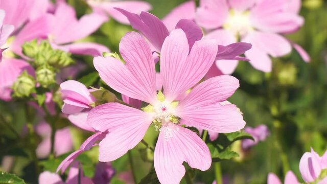 Pink wild mallow flowers in sunlight in natural environment