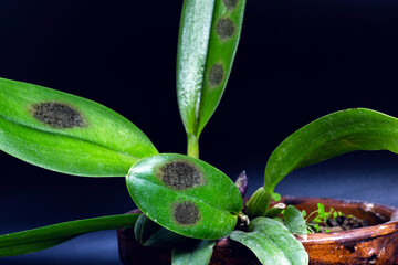 detail of sick orchid, nursery contaminated with fungi and bacteria. Black spot disease or rot,...
