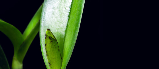 detail of orchid being born, Brazilian nursery, botany. Small bud of the flower being born, bract, leaf armpits and visible pseudo bulbs © RHJ