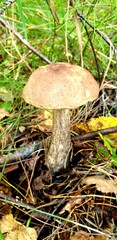 Boletus mushroom close-up in green grass. Autumn in Russia.