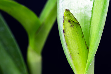 detail of orchid growing, healthy plant. Small bud of the growing flower, bract, leaf armpits and pseudo bulbs in the details