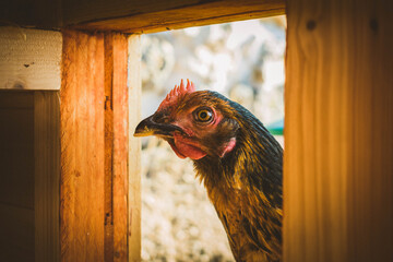 Gallina entrando al gallinero corral © Izan