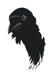 Head of crow