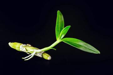 small bud of healthy epiphytic orchids, with roots growing. Parasitic plant, rhizome and plant stem
