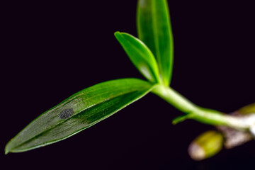 small bud of epiphytic orchids with black spots of fungi emerging, with roots growing. Parasitic plant, rhizome and plant stem, bacterial disease in plants