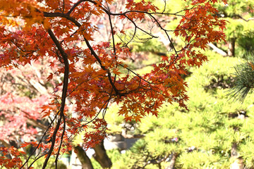 autumn leaves in the park