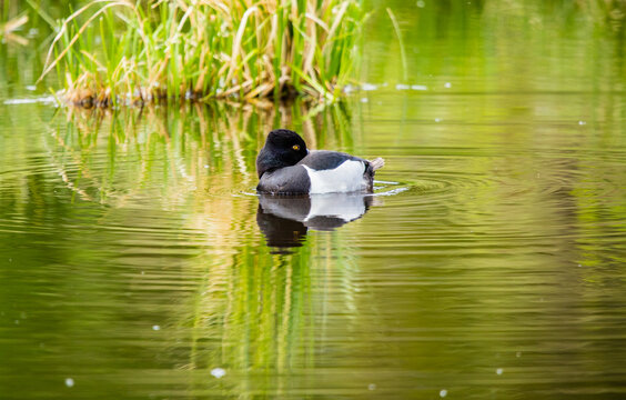 Ring Necked Duck Floating In Pond