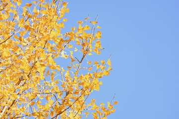 autumn leaves against blue sky