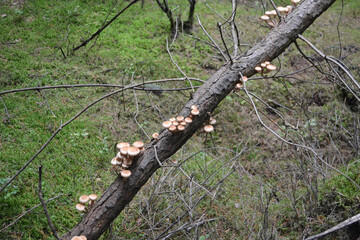 Agrocybe cylindracea, Agrocybe aegerita, Pholiota aegerita