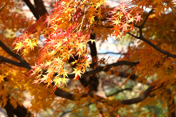 autumn leaves in the park
