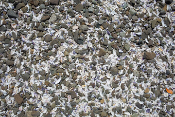 shells texture background, mussels, beach