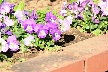 purple flowers in a garden