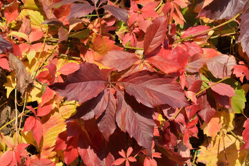autumn leaves decorative grape  background