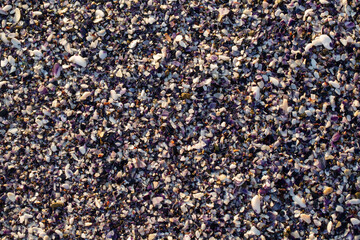 shells texture background, mussels, beach