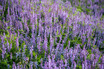 Fototapeta premium mouse pea plant