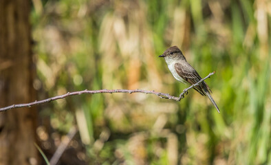 eastern Phoebe flycatcher on branch