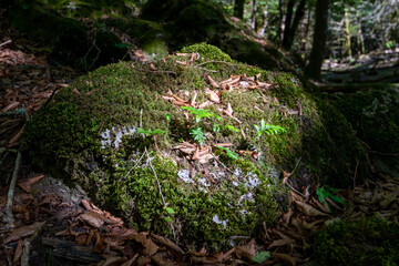 A beautiful plant growing on a stone