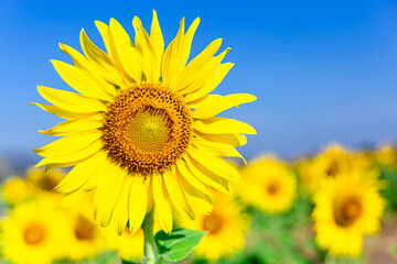 Fototapeta premium Sunflower blooming Close-up with blue sky background ,nature concept