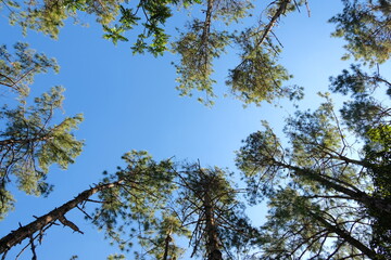 trees and sky