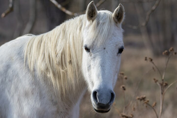 Fototapeta premium Horse in the winter
