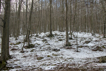 Snow cover in the forest