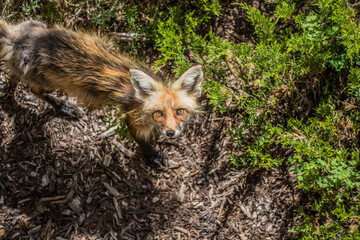 spring mother red fox from above