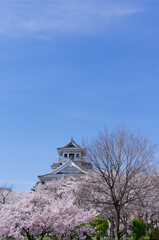 滋賀長浜豊公園の桜