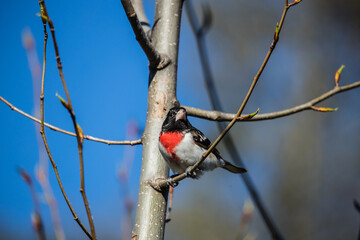 male evening grosbeak