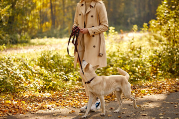woman with white pet dog walk in the park, female enjoy time with dog at sunny autumn day, during fall