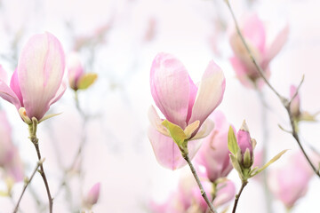 Delicate light floral background of pink magnolia flowers. natural floral background. Light exposure as an idea. Selective soft focus.