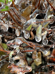 Branches, leaves and fruits of privet covered with ice icy glaze after a night freezing rain. Frozen privet berries with ice crystals