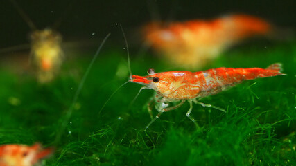 Shrimp in freshwater aquarium. Neocaridina davidi or Rili shrimp.