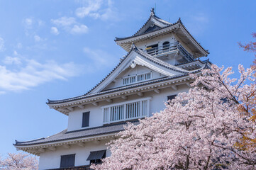 Fototapeta na wymiar 滋賀長浜豊公園の桜