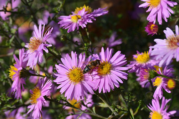 Obraz premium Pink daisies and a bee close-up on a green blurred background. View from above. Closeup
