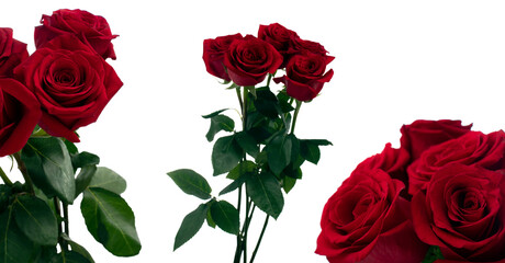 Bouquet of five red red roses in daylight with a different plan and view on a white background
