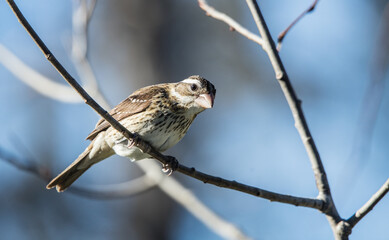 evening grosbeak in trees 