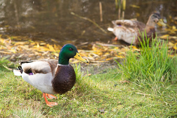 young mallard duck walks on the green grass on the bank of the city pond