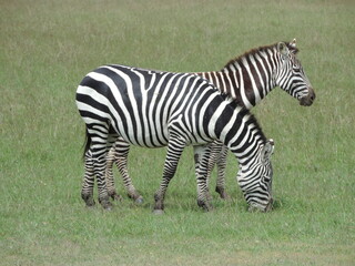 Fototapeta na wymiar Zebra-Laikipia
